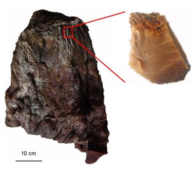 Taisui TS-2007S, a Large Microbial Mat Discovered in Soil in China